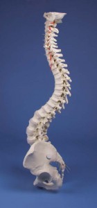 modello colonna vertebrale