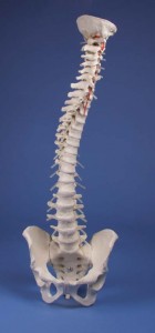 modello colonna vertebrale