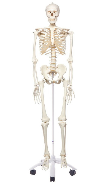 Scheletro anatomico classico 3B Scientific Stan
