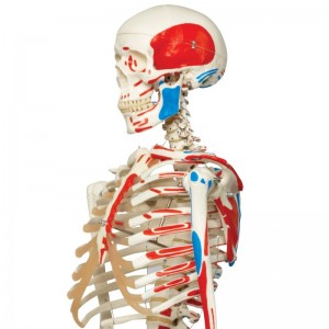 Dettaglio di scheletro con muscoli 3B Scientific MAX
