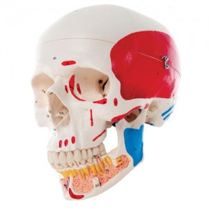 Cranio anatomico con mandibola aperta, dipinto A22/1