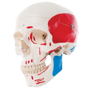 Cranio anatomico scomponibile dipinto A23