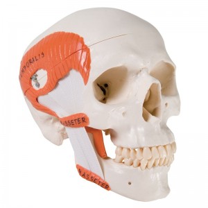 Cranio anatomico 3B scientific con muscolatura masticatoria A24