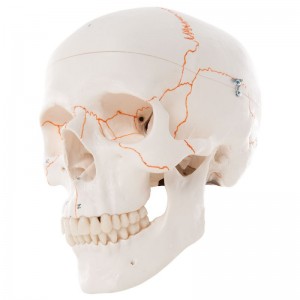 Cranio anatomico 3B Scientific con numerazone A21