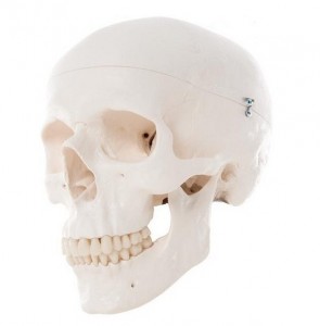 Cranio Anatomico 3B Scientific A20