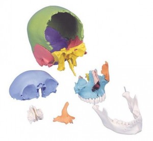 cranio didattico scomponibile in 22 parti 3b scientific