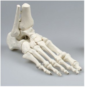 Modello anatomico piede Erler Zimmer 6053