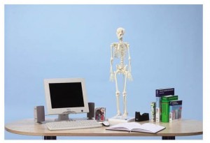 modelli anatomici scheletro in miniatura