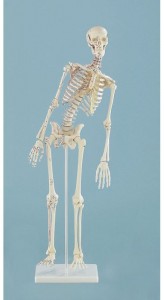 modelli anatomici scheletro, con colonna flessibile e inserzioni dei muscoli