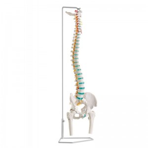 erler-zimmer-modello-di-colonna-a251-vertebrale-flessibile-classica-con-bacino-e-tronchi-dei-femori