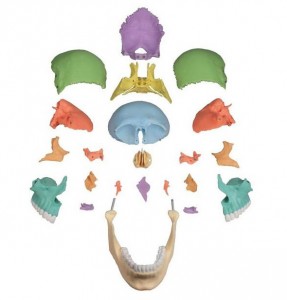 Cranio didattico scomponibile in 22 parti Erler Zimmer