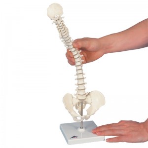 Mini colonna vertebrale elastica su stativo