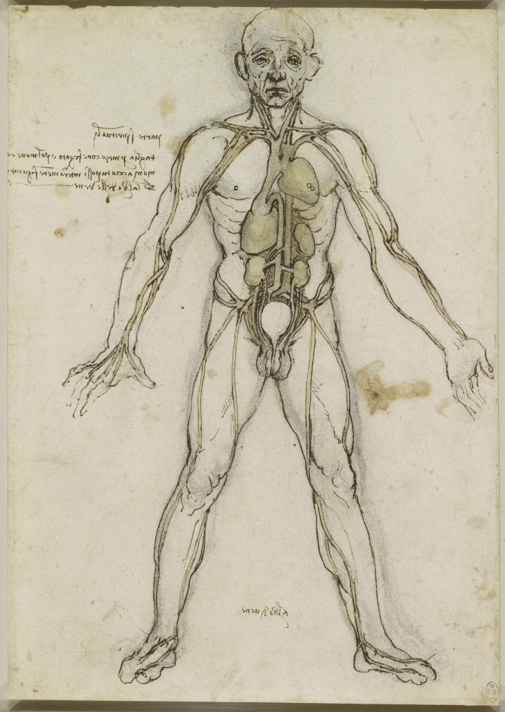 Tavole anatomiche Leonardo da vinci