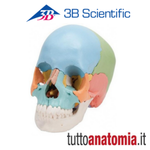 cranio didattico scomponibile in 22 parti 
