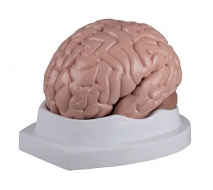 modello anatomico di cervello umano