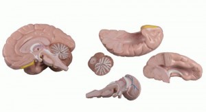 modello anatomico di cervello umano