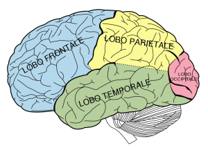 cervello umano