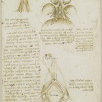 Tavole Anatomiche