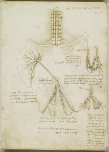 Tavole anatomiche, studio dell'anatomia del plesso brachiale e dei vasi ombelicali