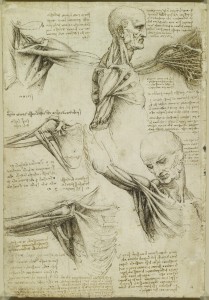 Tavole anatomiche, studio dell'anatomia superficiale della spalla e del collo