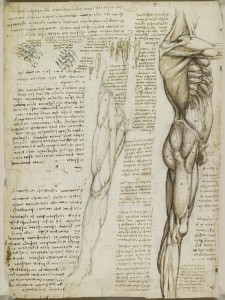 Tavole anatomiche, studio dell'anatomia dei muscoli del tronco e della gamba