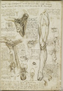 Tavole anatomiche - Scheletro del piede, muscoli della gamba, del collo e la gola - Leonardo