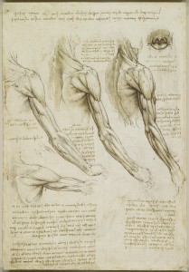 Tavole anatomiche - muscoli del braccio, vene del braccio e del tronco - Leonardo