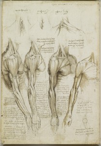 Tavole anatomiche - scheletro della gamba, muscoli della spalla, braccio e collo - Leonardo
