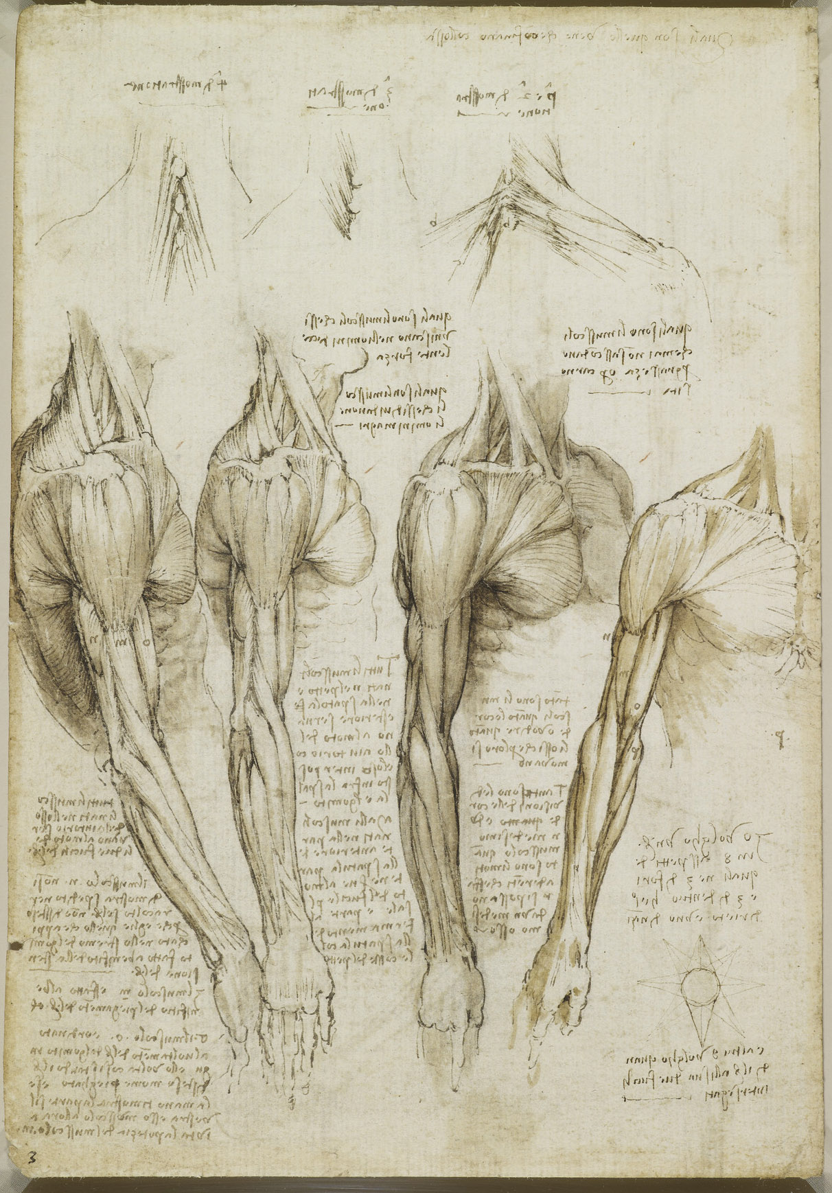 Tavole-anatomiche-leonardo-da-vinci-27r