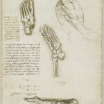 Tavole Anatomiche