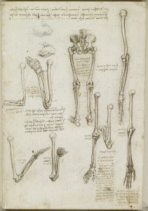 Tavole anatomiche – Anatomia dello scheletro del braccio e della gamba