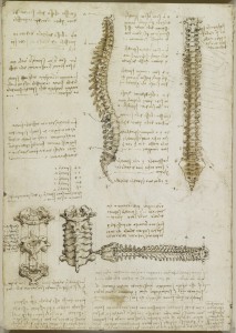Tavole anatomiche – Anatomia della colonna vertebrale