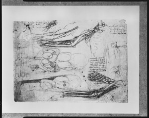 Scheletro e nervi del braccio, Leonardo da Vinci