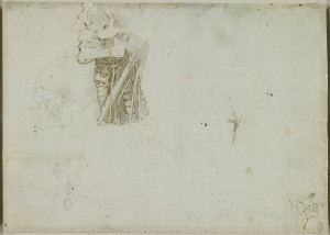 Tavole anatomiche Leonardo, il collo umano
