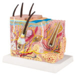 Microanatomia