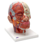 Modelli anatomici di scheletro e ossa